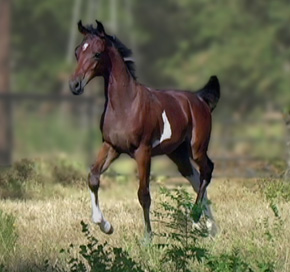 5 month old Pinto Arabian Filly 