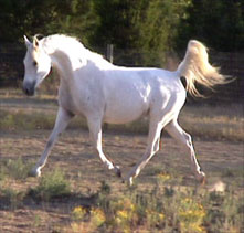 IV SIlver Shadow  and Anna March 2002